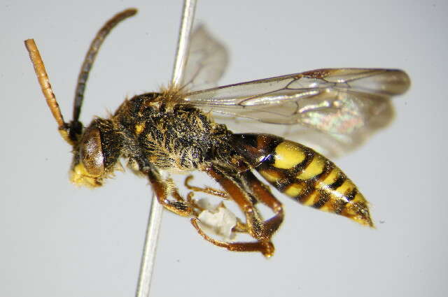 Image of Nomada flava Panzer 1798