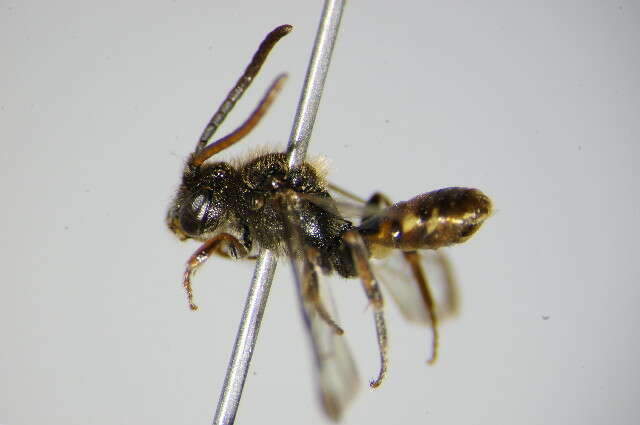 Image of Nomada flavoguttata (Kirby 1802)