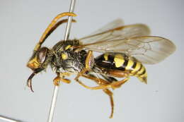 Image of Nomada fulvicornis Fabricius 1793