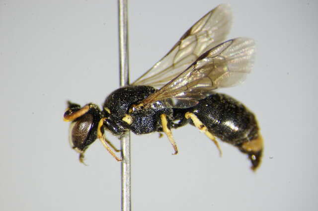 Image of <i>Hylaeus dilatatus</i>