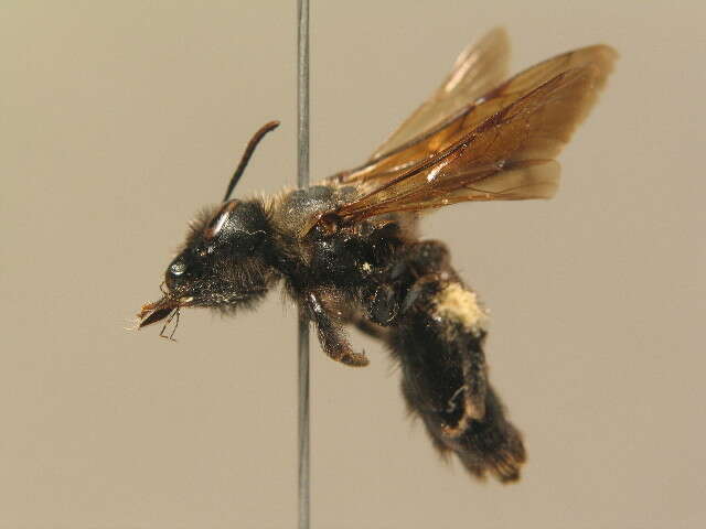 Imagem de Andrena nasuta Giraud 1863