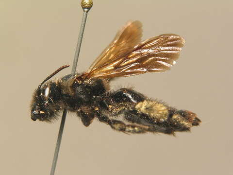 Imagem de Andrena nasuta Giraud 1863