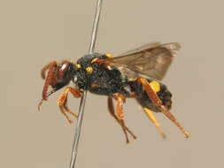 Image of Nomada fulvicornis Fabricius 1793