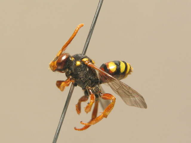 Image of Nomada fucata Panzer 1798