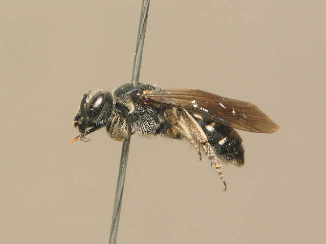 Lasioglossum costulatum (Kriechbaumer 1873)的圖片