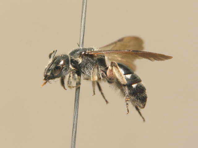 Lasioglossum costulatum (Kriechbaumer 1873)的圖片