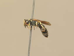 Imagem de <i>Hylaeus dilatatus</i>