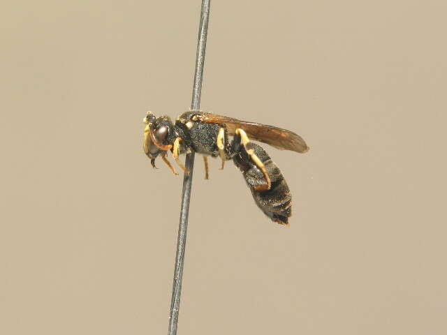 Image of <i>Hylaeus dilatatus</i>