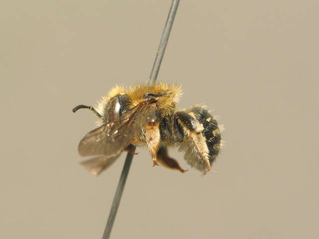 Image of white-dotted wool-carder bee