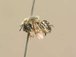 Image of white-dotted wool-carder bee