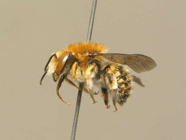 Image of white-dotted wool-carder bee