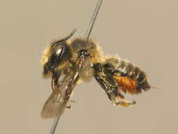 Megachile versicolor Smith 1844的圖片