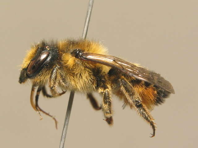 Megachile ligniseca (Kirby 1802) resmi