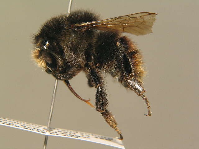 Image of Brown-banded carder bee