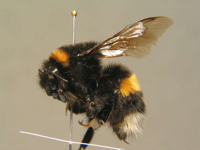 Image of Buff-tailed bumblebee