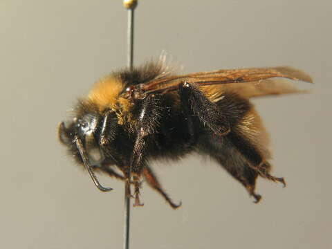 Image of Vestal cuckoo bee