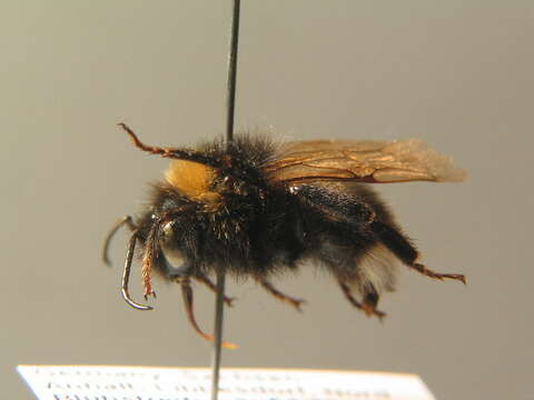 Image of Vestal cuckoo bee