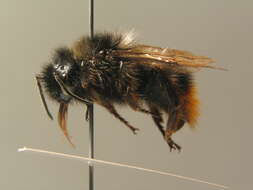 Слика од Bombus rupestris (Fabricius 1793)