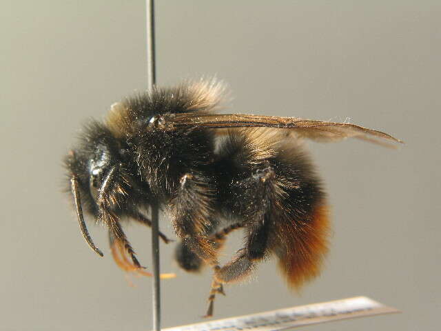 Слика од Bombus rupestris (Fabricius 1793)