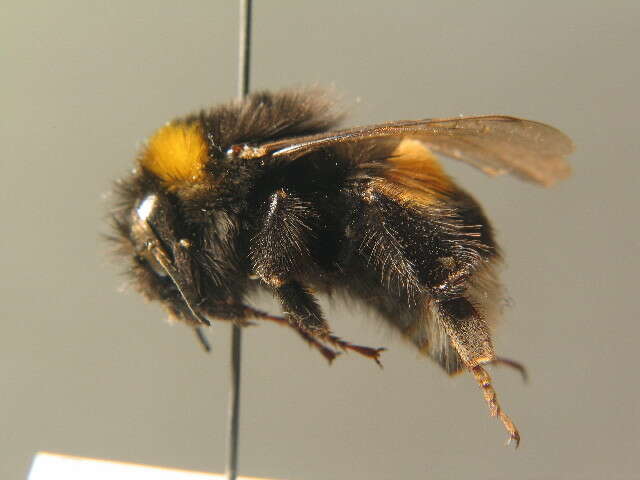 Image of Buff-tailed bumblebee