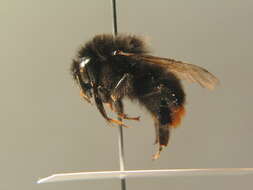 Image of Red tailed bumblebee