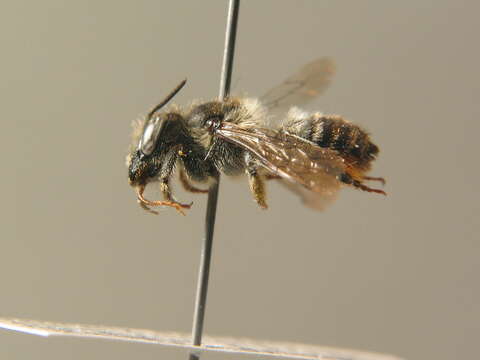 Megachile alpicola Alfken 1924 resmi