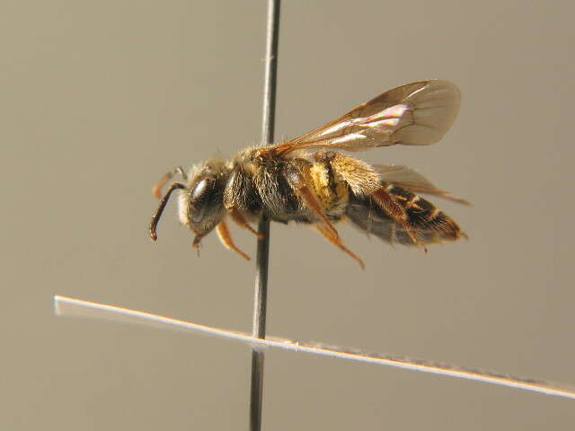 Image de Andrena nitidiuscula Schenck 1853