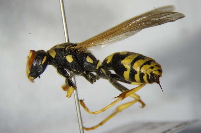 Image of Paper wasp