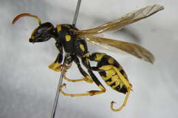 Image of Paper wasp