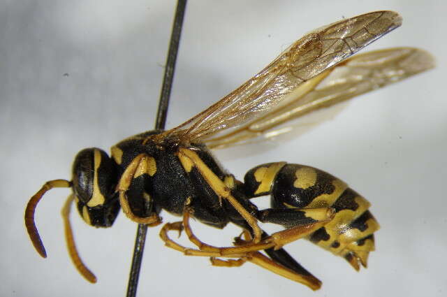 Image of Polistes associus Kohl 1898