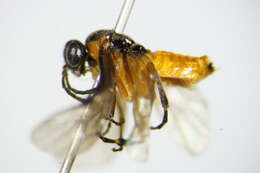 Image of <i>Athalia lugens</i>