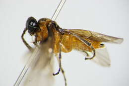 Image of <i>Athalia lugens</i>