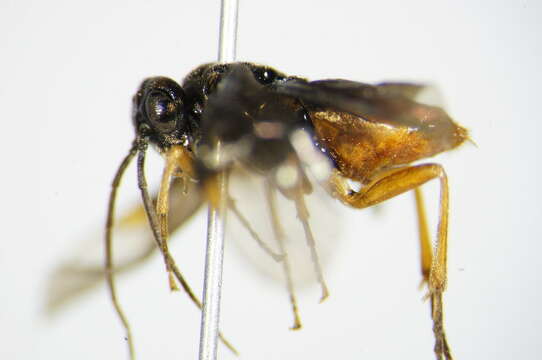 Image of <i>Nematinus fuscipennis</i>