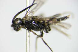 Image of <i>Empria parvula</i>