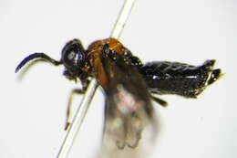 Image of <i>Eutomostethus ephippium</i>