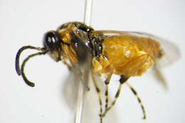 Image of <i>Athalia cordata</i>