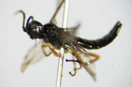 Image of Ametastegia glabrata (Fallen)