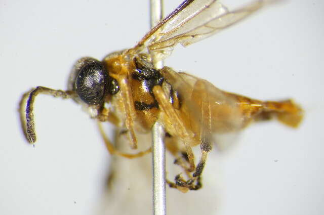 Image of <i>Athalia circularis</i>