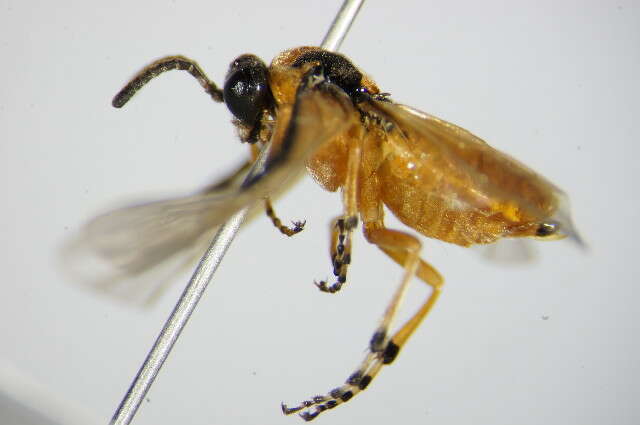 Image of Beet Sawfly