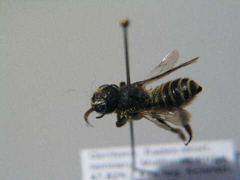 Image of Bee