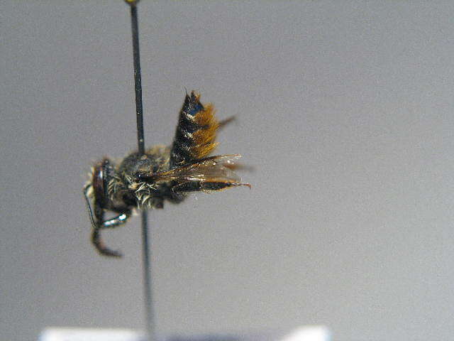 Image of Megachile leaf-cutter bee