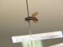 صورة Sphecodes hyalinatus Hagens 1882