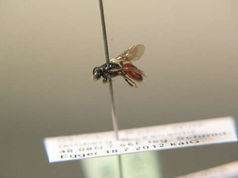 Image de Sphecodes hyalinatus Hagens 1882