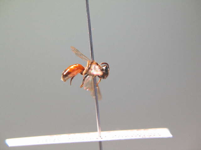 صورة Sphecodes hyalinatus Hagens 1882