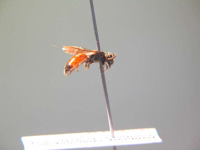 صورة Sphecodes hyalinatus Hagens 1882