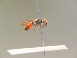 صورة Sphecodes reticulatus Thomson 1870