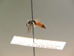 صورة Sphecodes hyalinatus Hagens 1882