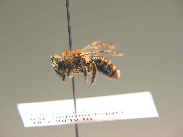 صورة Colletes similis Schenck 1853