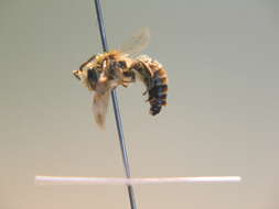 صورة Colletes similis Schenck 1853