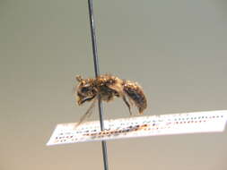 Image of Colletes impunctatus Nylander 1852